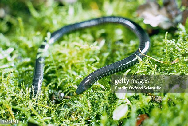 caecilian, west africa - caeciliidae stock pictures, royalty-free photos & images