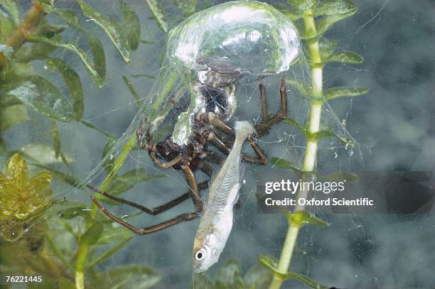 water spider, argyroneta aquatica, with stickle-back prey - argyroneta aquatica stock pictures, royalty-free photos & images