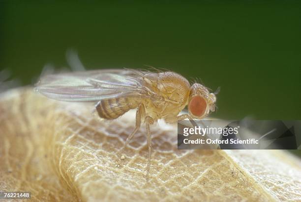 fruit fly, drosophila melanogaster - fruit flies stock pictures, royalty-free photos & images