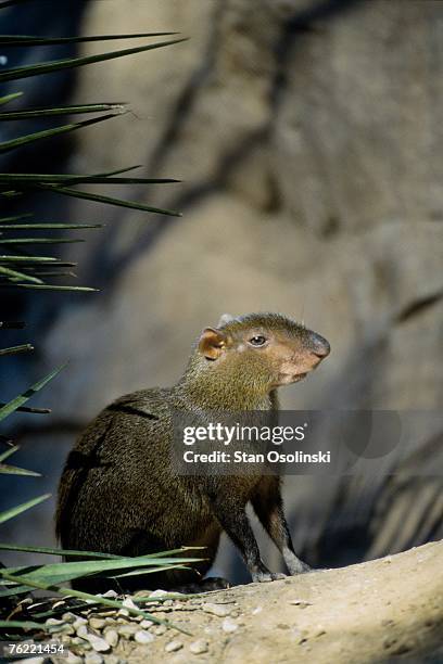 agouti, dasyprocta aguti, zoo animal - agouti animal stock-fotos und bilder