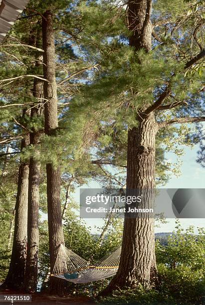 rope hammock hung between two pine trees, pinus monticola (white pine) - pinus monticola stock pictures, royalty-free photos & images