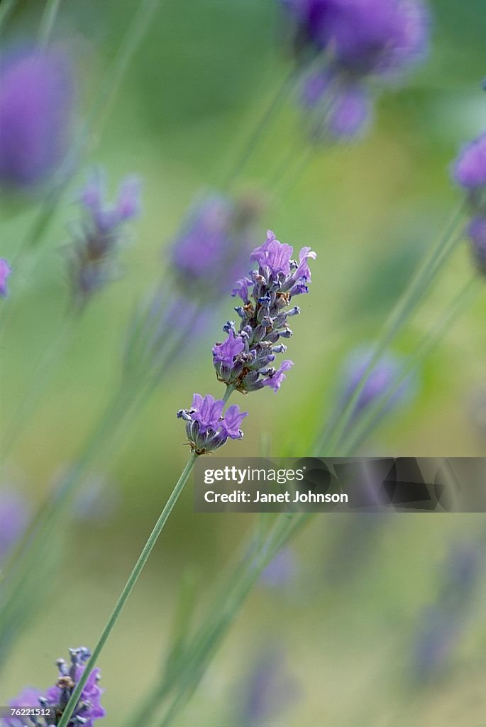 Lavender (Lavandula angustifolia munstead), cutout, july