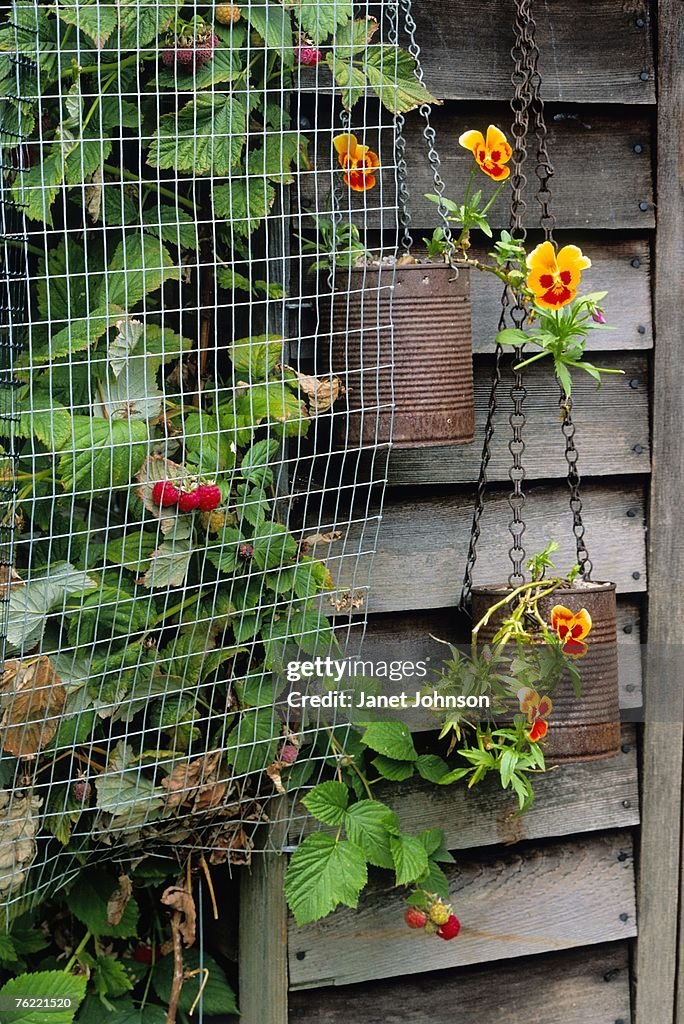 Fruit wire cage over Raspberry (Rubus idaeusvar. glen prosen), july