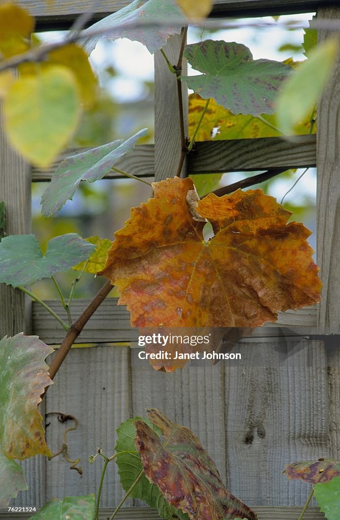 Single Black grape vine (Vitis boskoop glory) leaf in autumn colour, october