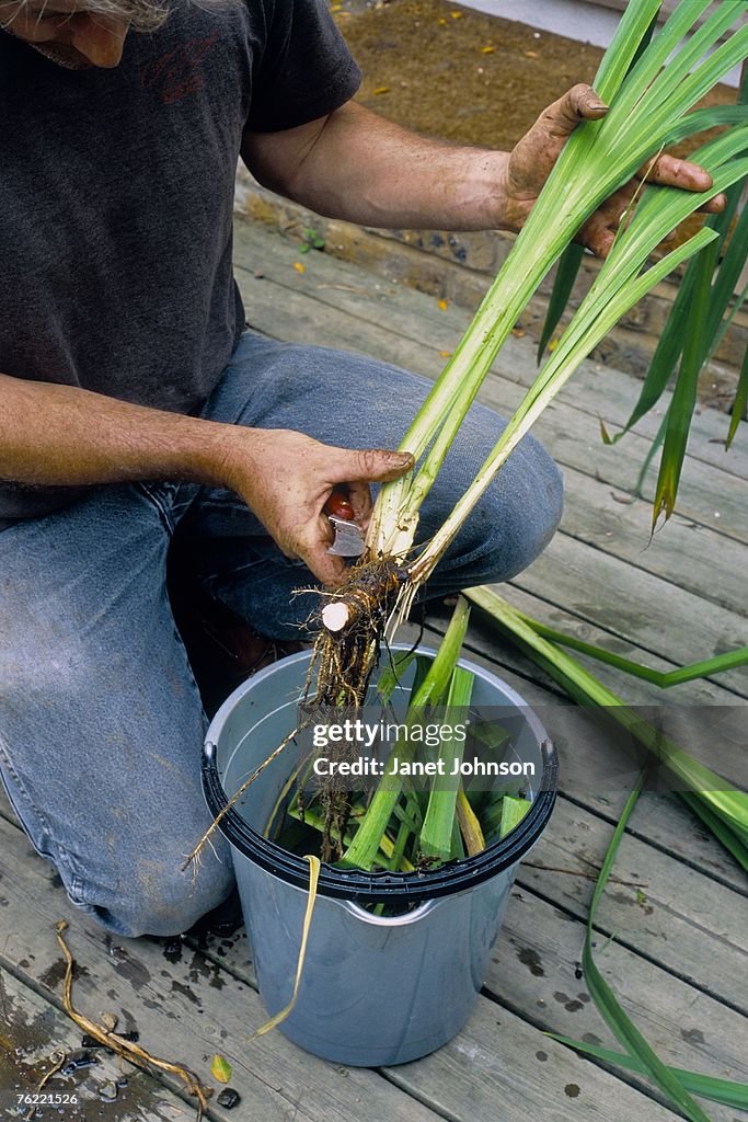 Dividing and cutting of Iris pseudocorus bulbs using pruning knife, april