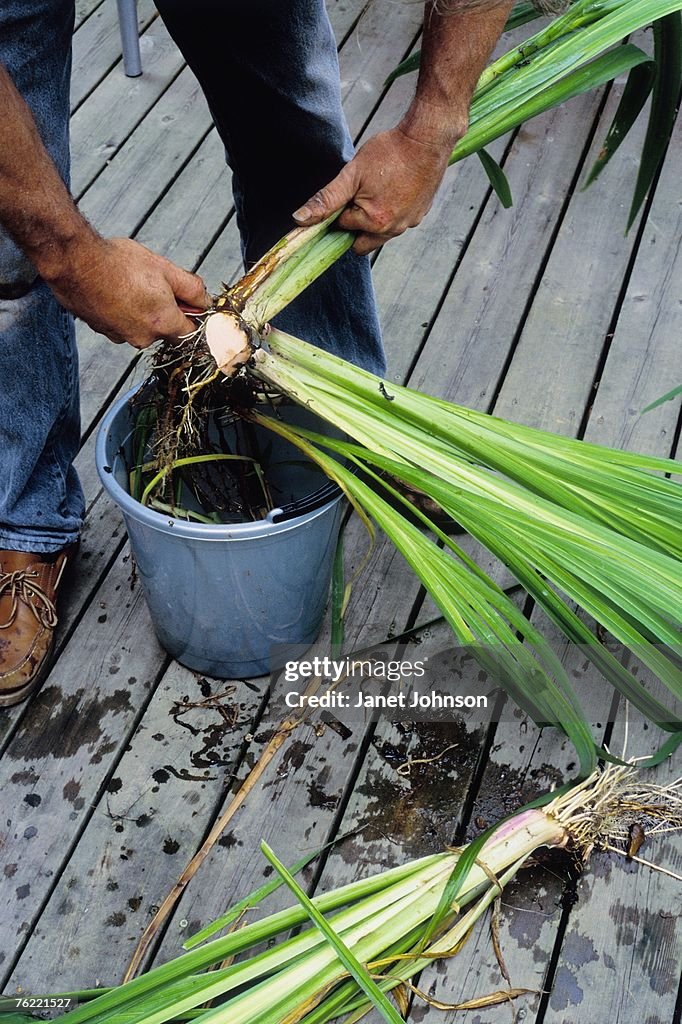 Dividing and cutting of Iris pseudocorus bulbs using pruning knife, april