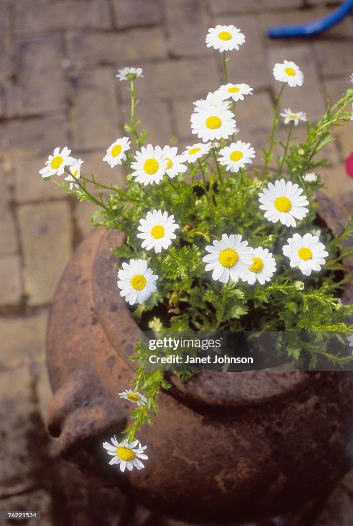 Daisy (Leucanthemum) in large weather pot, june