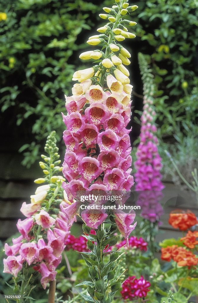 Foxglove (Digitalis purpurea var. apricot), june