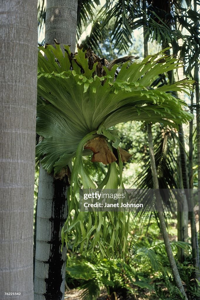 Staghorn fern (Platycerium superbum), brisbane botanical gardens