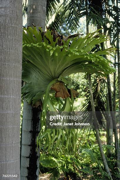 staghorn fern (platycerium superbum), brisbane botanical gardens - elkhorn fern stock pictures, royalty-free photos & images