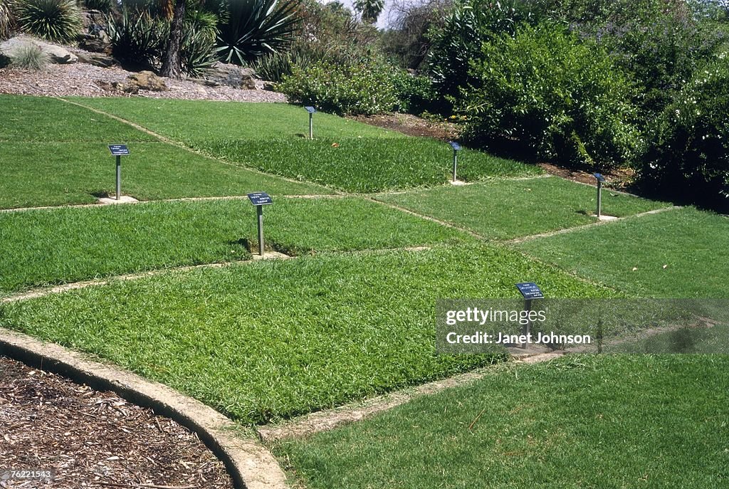 Grass lawn trials, brisbane botanical gardens, november