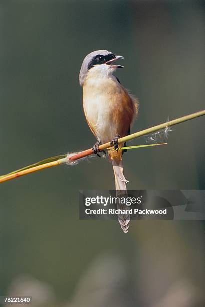 long tailed shrike, lanius schach, bandhavgarh national park, madhya pradesh, india - shrike stock pictures, royalty-free photos & images