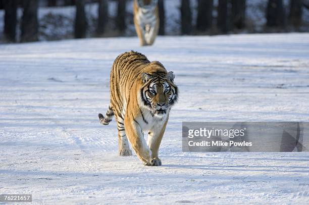 siberian tiger, panthera tigris altaica, adult stalking, harbin tiger park, china, semi-captive - tigre da sibéria - fotografias e filmes do acervo