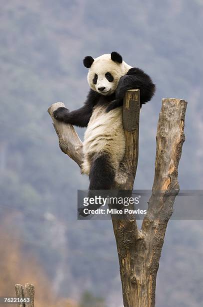 giant panda, ailuropoda melanoleuca, adult in tree, wolong giant panda research center, wolong national nature reserve, china, captive - panda stock pictures, royalty-free photos & images