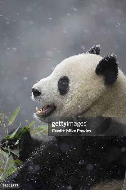 Giant Panda, Ailuropoda melanoleuca, adult eating bamboo in falling snow, Wolong Giant Panda Research Center, Wolong National Nature Reserve, China, captive