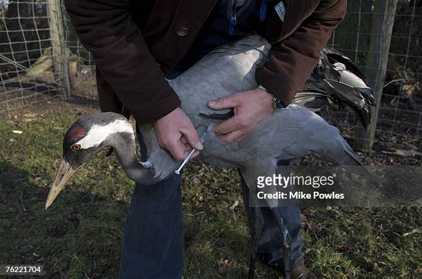 european crane (grus grus) adult bird innoculated against bird flu, norfolk, uk - vogelpestvirus stockfoto's en -beelden