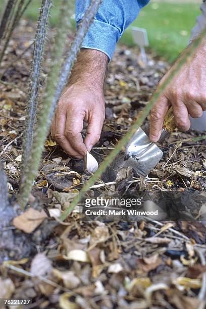 garlic cloves being planted out as pest protection for roses creating companion planting - bark mulch stock pictures, royalty-free photos & images