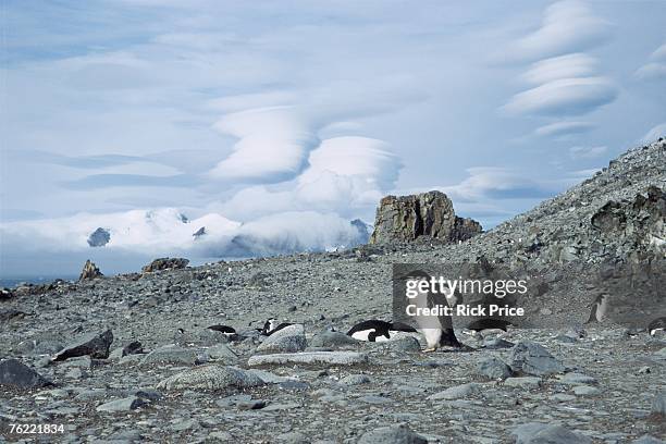 chinstrap penguin, pygoscelis antarctica, and lenticular clouds. half moon island, south shetland islands, antarctic peninsula - half moon island stock pictures, royalty-free photos & images