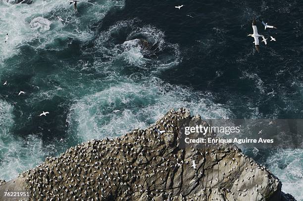 gannet colony, morus bassanus,  hermaness, shetland islands, uk - sulidae stock pictures, royalty-free photos & images