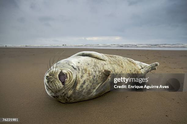 grey seal, halichoerus grypus, pup on beach, donna nook, lincolnshire, uk - animal laughing stock pictures, royalty-free photos & images