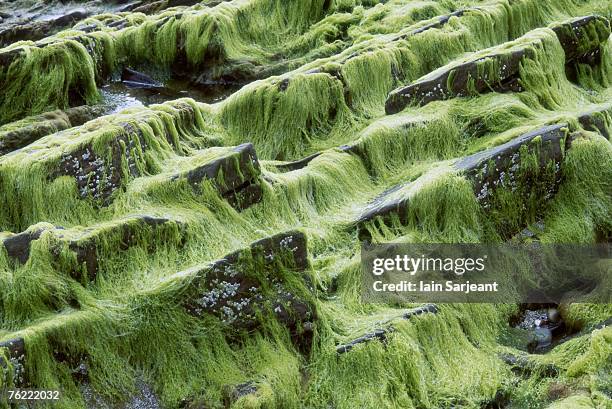 seaweed on rocks (enteromorpha sp.), dingieshowe, deerness, orkney mainland, scotland - enteromorpha stock pictures, royalty-free photos & images