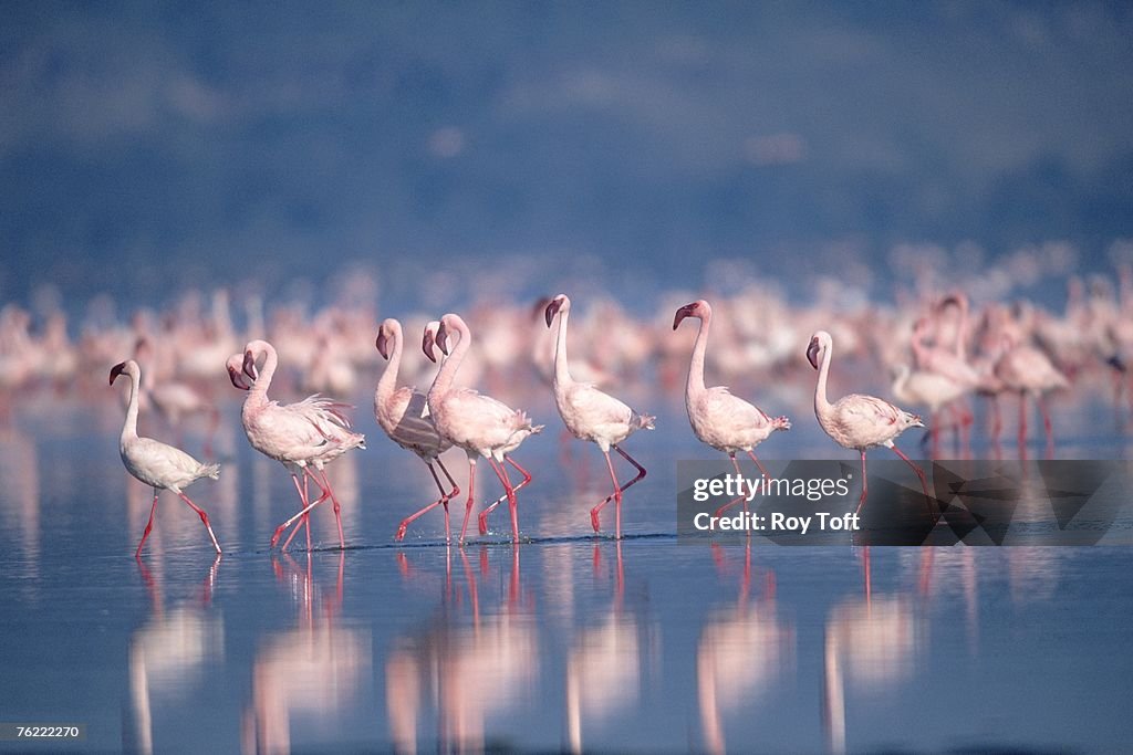 Greater Flamingos, Phoenicopterus roseus, walking in water, Lake Nakuru, Kenya