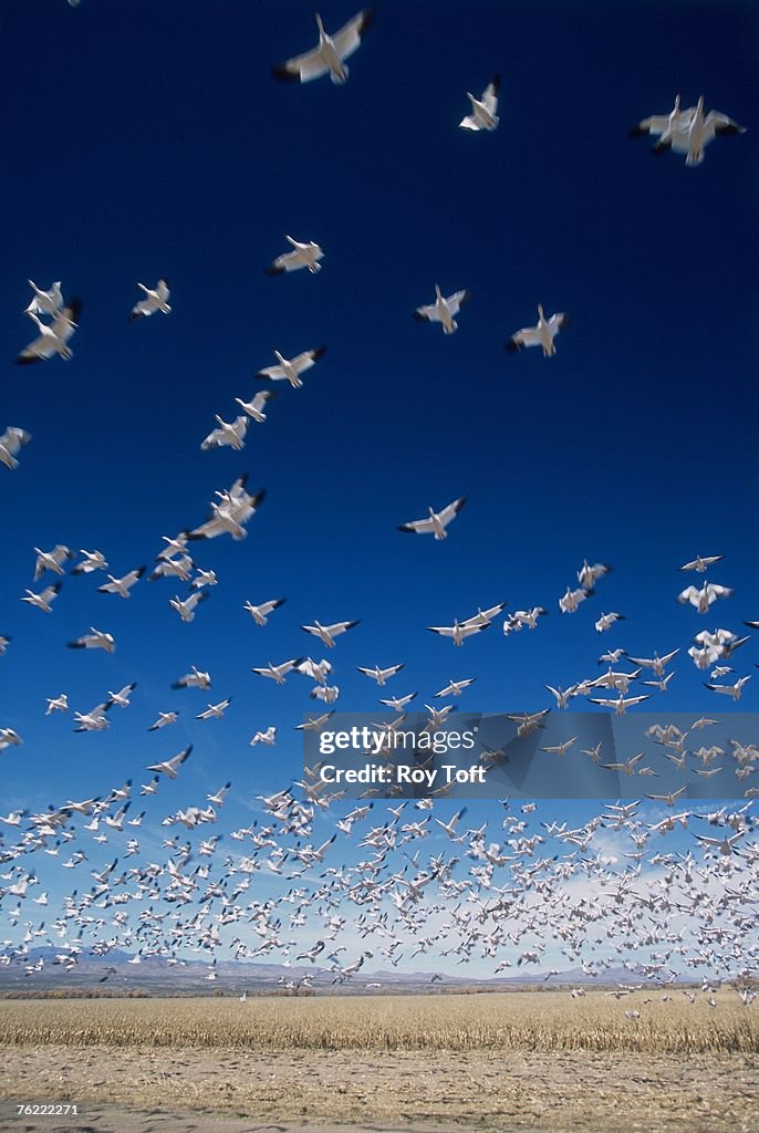 Snow Geese, Chen caerulescens, flock in flight, Bosque del Apache, New Mexico, USA