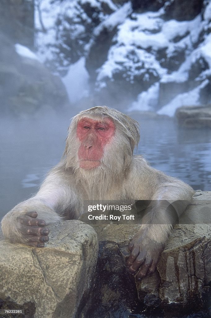 Japanese Macaque, Macaca fuscata, soaking in hot spring bath, Jigokudani, Japan
