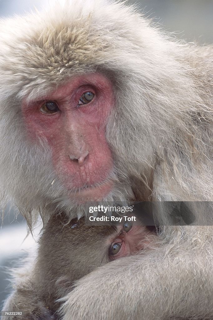 Japanese Macaques, Macaca fuscata, portrait of mother with baby, Jigokudani, Japan