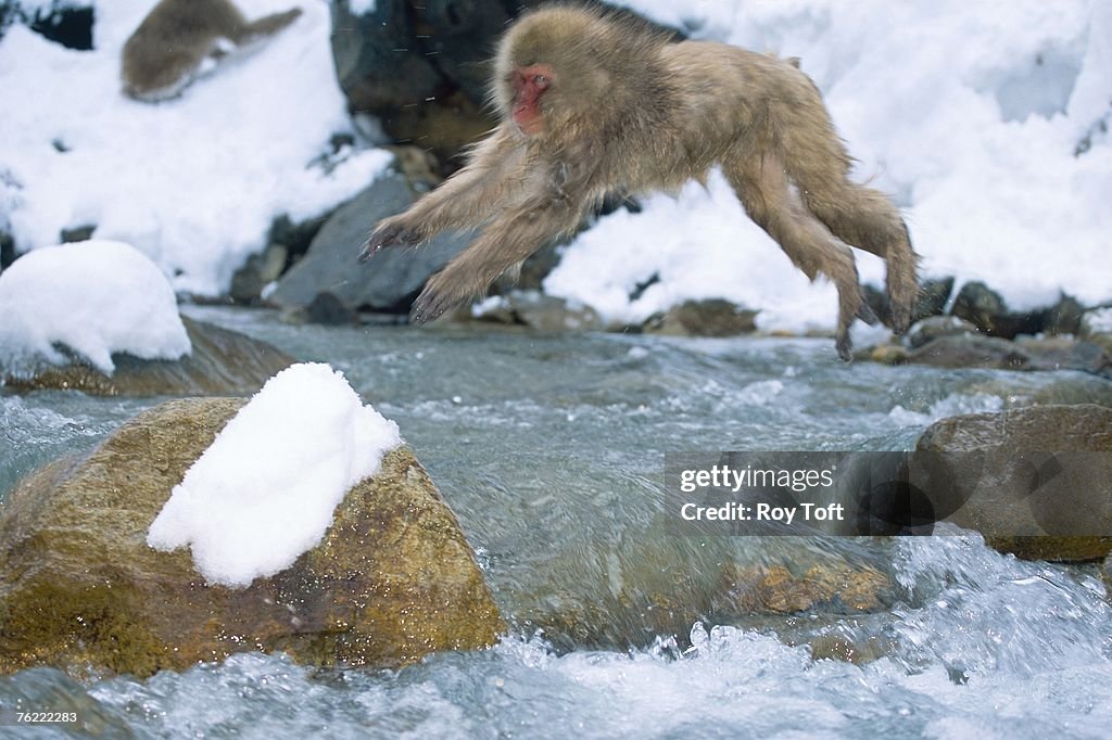 Japanese Macaque, Macaca fuscata, leaping from rock to rock across water, Jigokudani, Japan