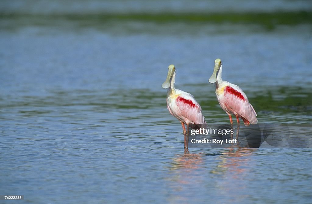 Roseate Spoonbill, Ajaja ajaja, pair wading, Ding Darling National Wildlife Refuge, Florida, USA