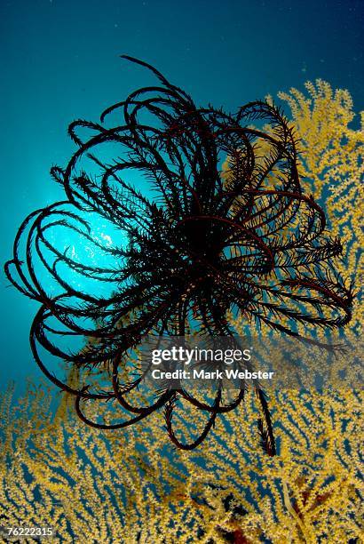 feather star on sea fan (oxycomanthus bennetti), tulamben, bali, indonesia - crinoidea fotografías e imágenes de stock