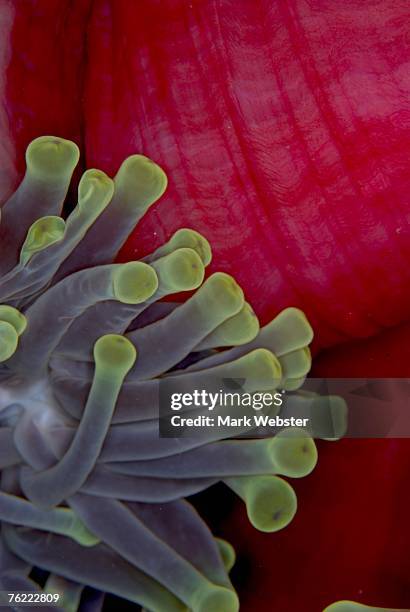 giant anemone detail (condylactis gigantea), st johns reef, red sea, egypt - condylactis anemone stock pictures, royalty-free photos & images