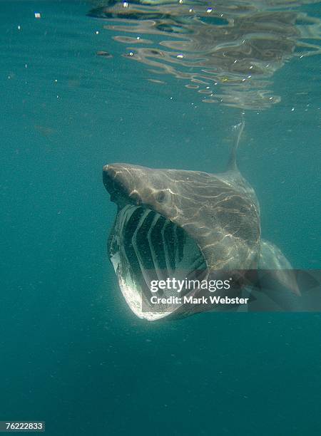 basking shark (cetorhinus maximus), falmouth bay, cornwall, uk - basking shark 個照片及圖片檔