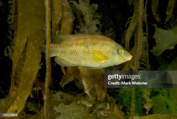 Ballan Rass 28 Ballan Wrasse Stock Photos, High-Res Pictures, and Images - Getty Images