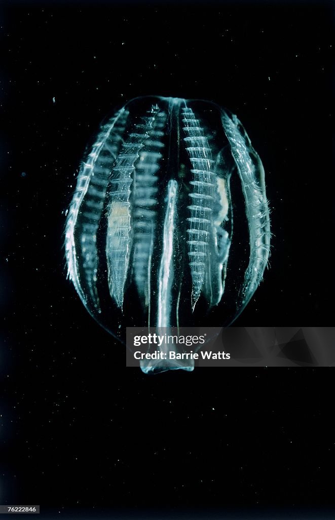 Sea gooseberry, Pleurobrachia pileus, Thames estuary, UK