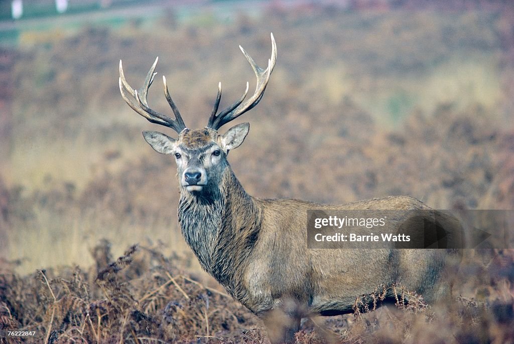 Red Deer, Cervus elaphus, stag, Surrey, UK