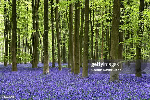 bluebell woodland, micheldever forest, hampshire, england - micheldever forest stock pictures, royalty-free photos & images
