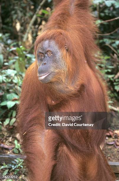 sumatran orangutan, pongo pygmaeus abelii, portrait, gunung leuser national park, sumatra, indonesia - gunung leuser national park stock pictures, royalty-free photos & images