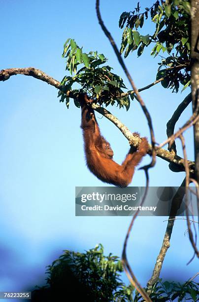sumatran orangutan, pongo pygmaeus abelii, young orangutan hanging from branch, gunung leuser national park, sumatra, indonesia - gunung leuser national park stock pictures, royalty-free photos & images
