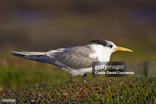 crested tern (sterna bergii) standing in bay area, melbourne, victoria, australia - great crested tern stock pictures, royalty-free photos & images