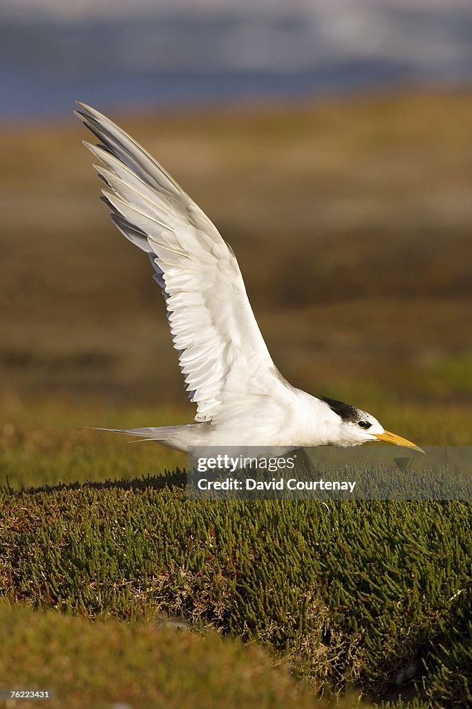 Crested Tern (Sterna bergii) stretching wings, Melbourne, Victoria, Australia