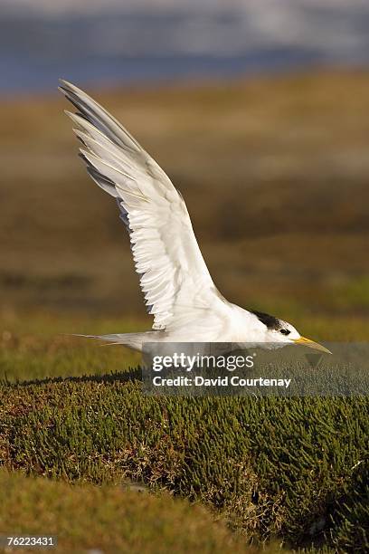 crested tern (sterna bergii) stretching wings, melbourne, victoria, australia - great crested tern stock pictures, royalty-free photos & images