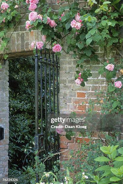 metal gate in brick wall with climbing pink rosa (rose) - garden gate rose stock pictures, royalty-free photos & images