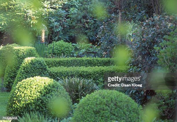 topiary balls and cones - jardin haie photos et images de collection
