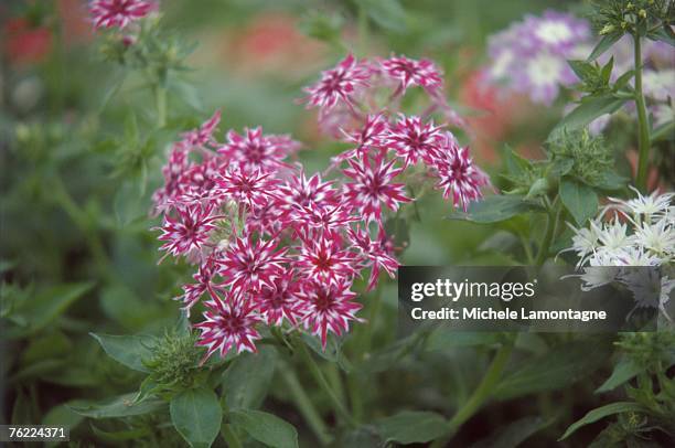 annual phlox (phlox drummondii var. twinkles) in flower - drummondii stock pictures, royalty-free photos & images