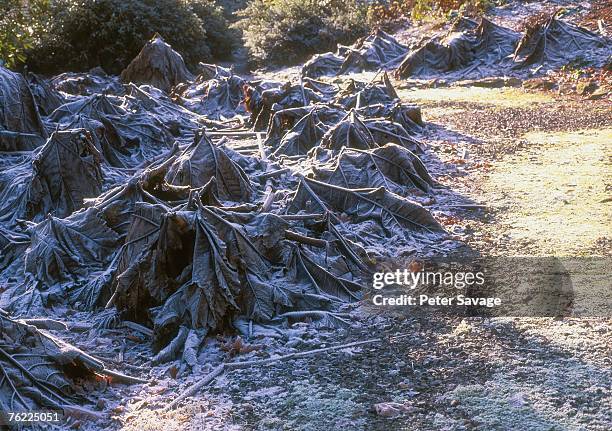 cut gunnera manicata leaves in frosty conditions, december - gunnera plant fotografías e imágenes de stock
