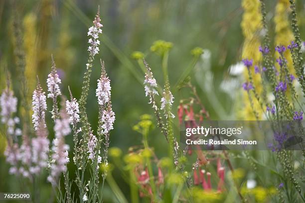 detail of mixed summer border with linaria var. canon went with phygelius x rectus var. african queen and verbascum bombyciferum in background - toadflax stock pictures, royalty-free photos & images