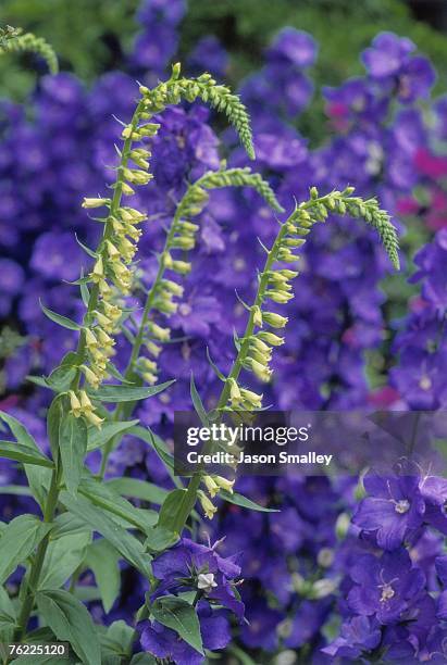 flowering foxglove (digitalis purpurea var. alba) - digitalis alba stock pictures, royalty-free photos & images