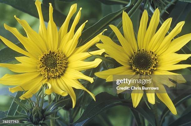 helianthus maximiliani, september - helianthus stockfoto's en -beelden